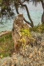 Capo dÃ¢â¬â¢Orso Hotel Thalasso and SPA near Palau. Sardinia. Italy